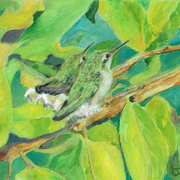 Babyhummingbirds_card