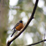 Bird_on_branch_1013_card