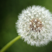 Dandelion_1_1216_card