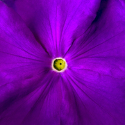 Purple_flower_card