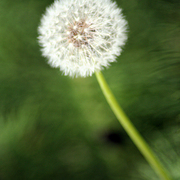 Dandilion_vertical_1218_card