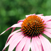 Echinacea_1216_card