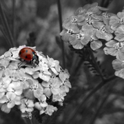 Lady_bug_bw__1218_card