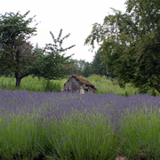 Lavendar_fields__2436_card