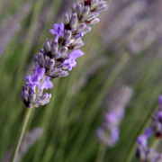 Lavendar_sprig__1114_card