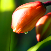 Lily_dew__2024_card