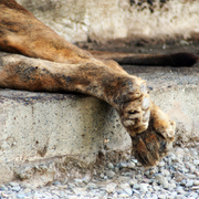 Lion_legs_2024___card