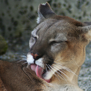 Lion_licking__1013_card