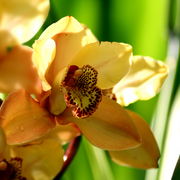 Orchid_2___2024_card