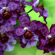 Orchid__2024_card