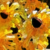 Black-eyes_susans_j__5268-1_725-2_thumb