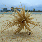 Maroochydore_card