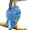 Kingfisher_thumb