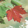 Red_maple_thumb