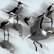 Long_beach_birds_2_posterized_web_card
