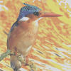 Malachite_kingfisher_thumb