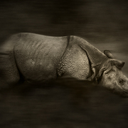 Rhino_card