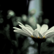 Dsc_0990_card