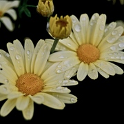 Dsc_1154_card