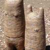 Ginger_2_2_thumb