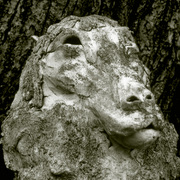 Llama_card