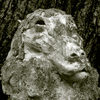 Llama_thumb