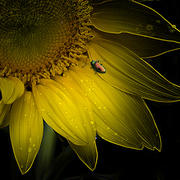 Yellow_black_card