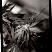 Naturesbest_card