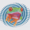 Red_eye_tree_frog_thumb