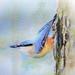 Nuthatch_-_copy_square