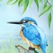 Kingfisher_square