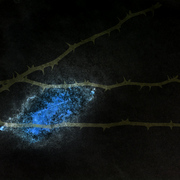 Blue_card