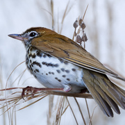 Woodthrush_card