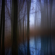 Lightinthewoods_card