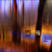 Posted_card