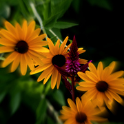 _mg_6403ab_card