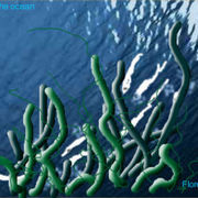 Capture1046141595-lives_in_the_ocean-07_card