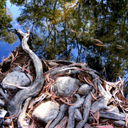 River_rocks_roots_reflections_card