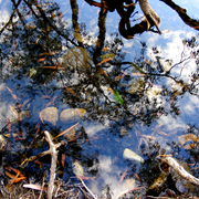 River_roots_rocks_reflections_2_card