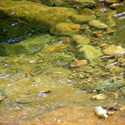 Running_river_rocks_reflections_card