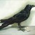 Oriental_crow_tiny_square