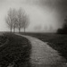 Fourtrees_square