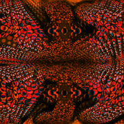 Redfrog_card