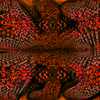 Redfrog_thumb