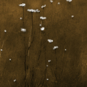 Winter_dreaming_card