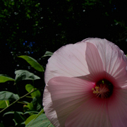 Dsc03500ab_card