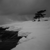 Tree_1__2009_thumb