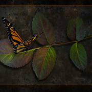 A_moment_s_rest_card