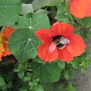 Bumblebees_005_card
