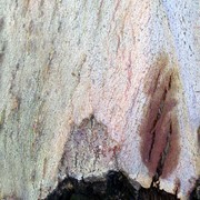 A_tree_on_a_mountain_card